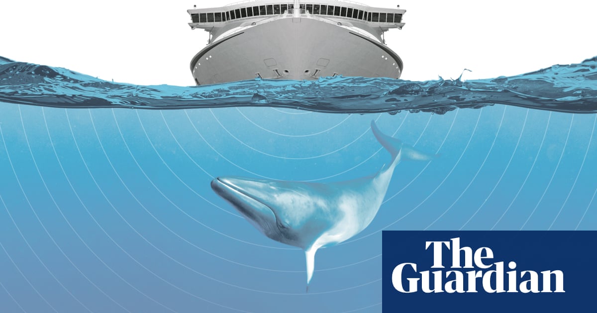An ocean of noise: how sonic pollution is hurting marine life | Whales | The Guardian