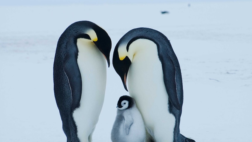 Emperor penguin at serious risk of extinction due to climate change - ABC News