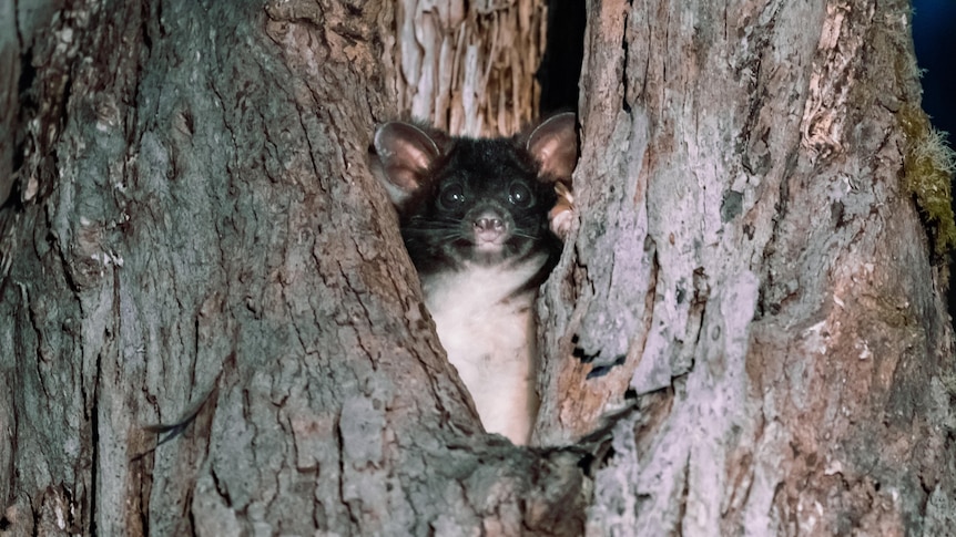 Greater glider listed as endangered, as climate change and logging threatens species - ABC News