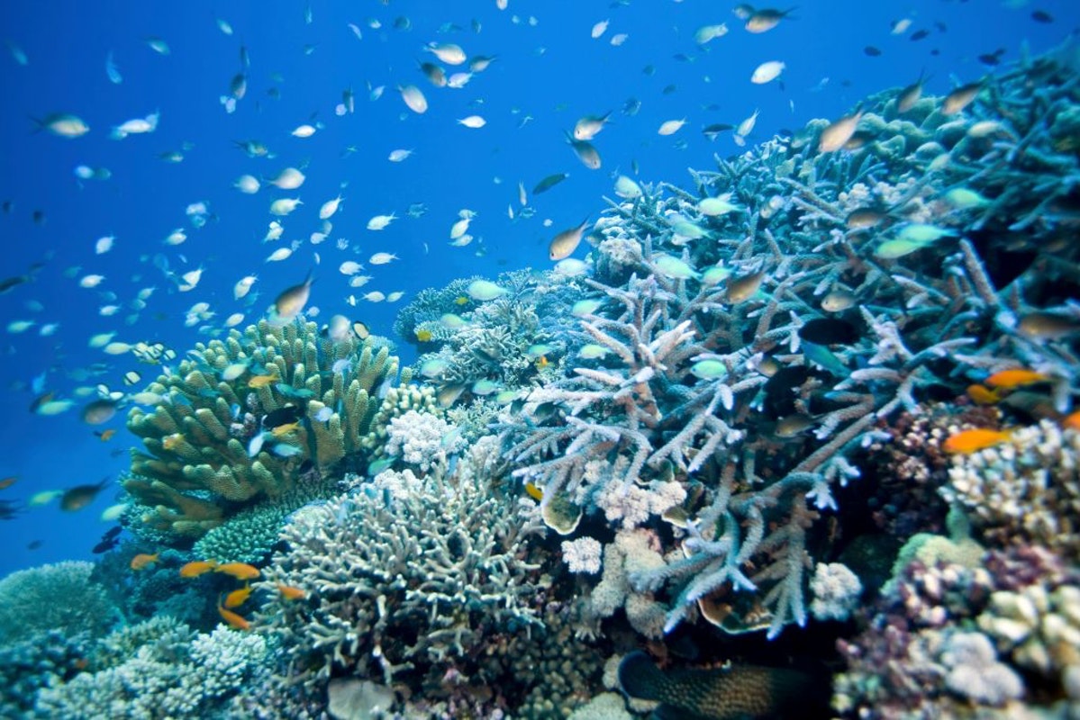 Despite Climate Change Fearmongering, Study Shows The Great Barrier Reef Is Growing Quickly