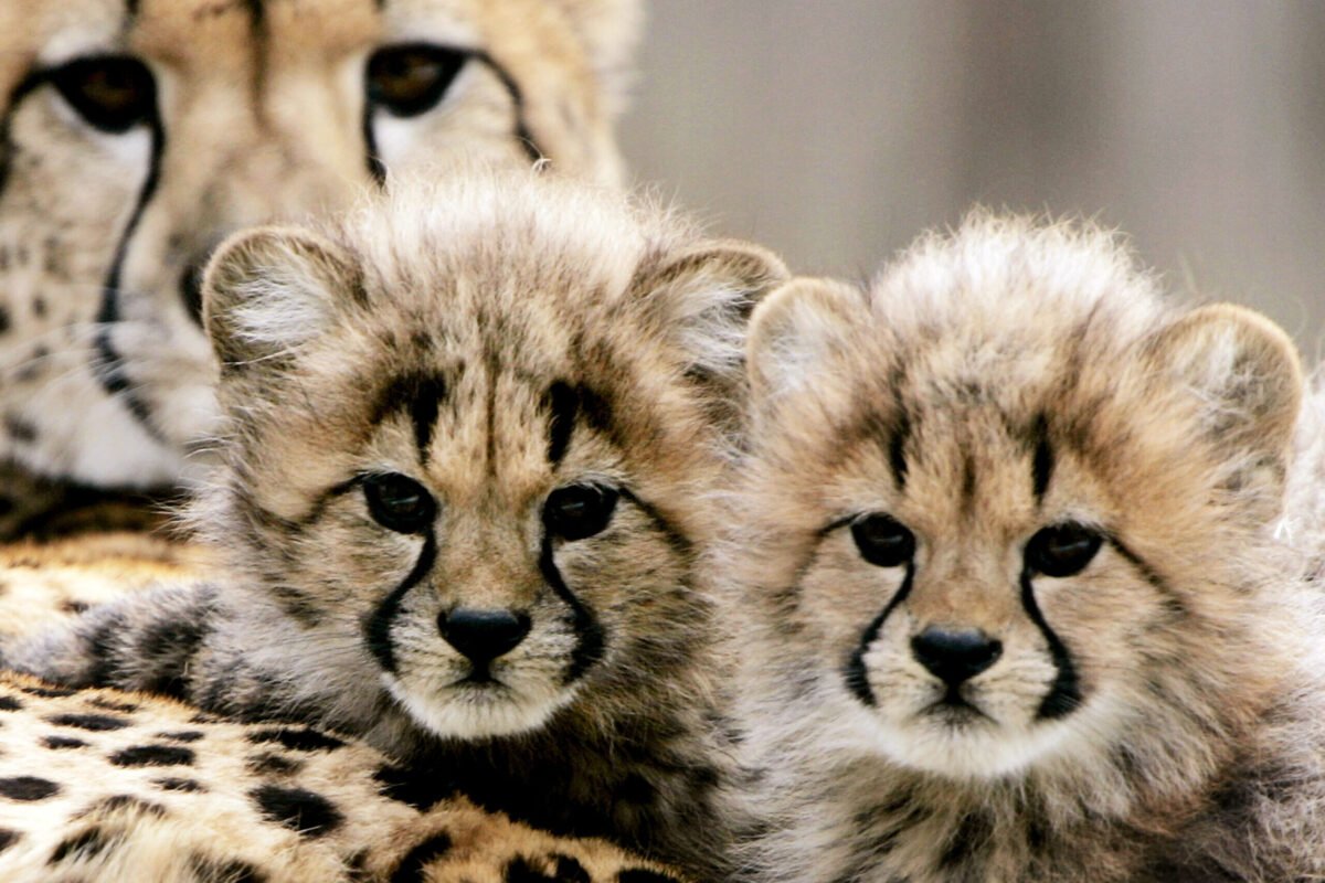 Cheetah cubs threatened by pet trade, global warming in Somaliland