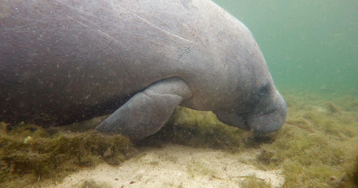 Conservation groups sue EPA over Florida manatee deaths caused by "preventable" pollution - CBS News