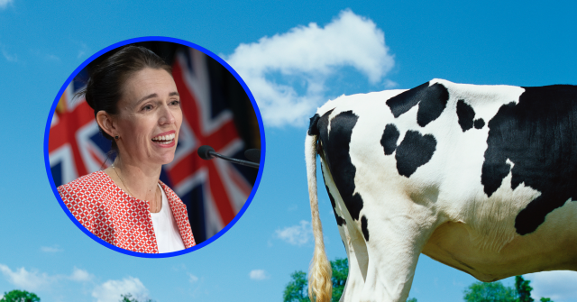 Cow Farts and Burps to Be Taxed for Climate Change