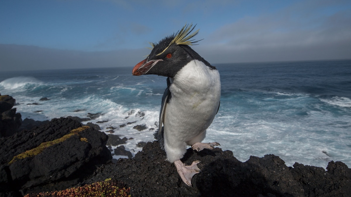 Penguins are slow to evolve, making them vulnerable to climate change