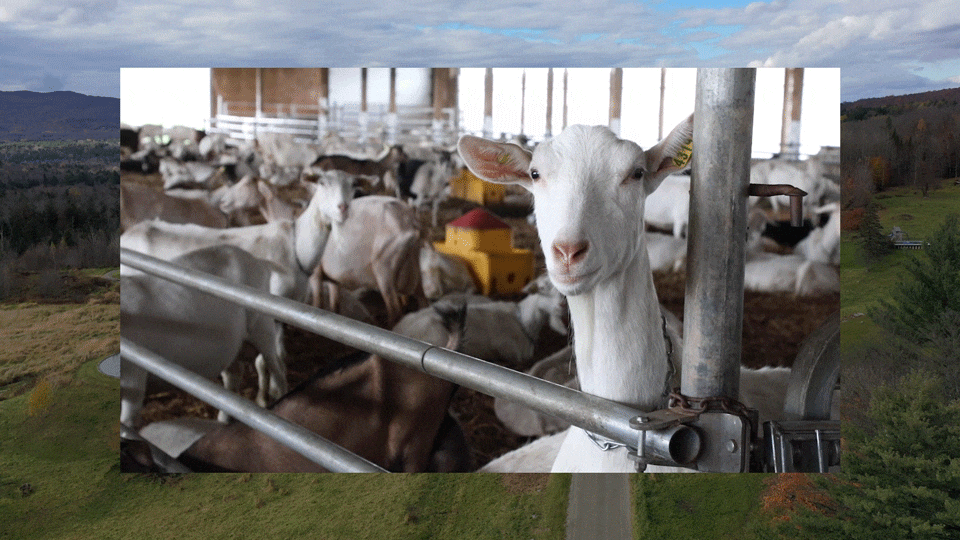 Vermont’s dairy farms pivot to new ideas amid climate change - The Washington Post